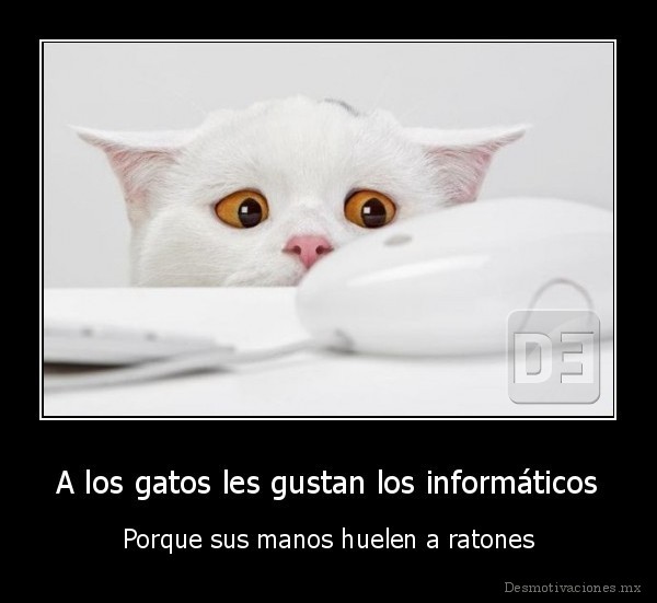 A los gatos les gustan los informáticos