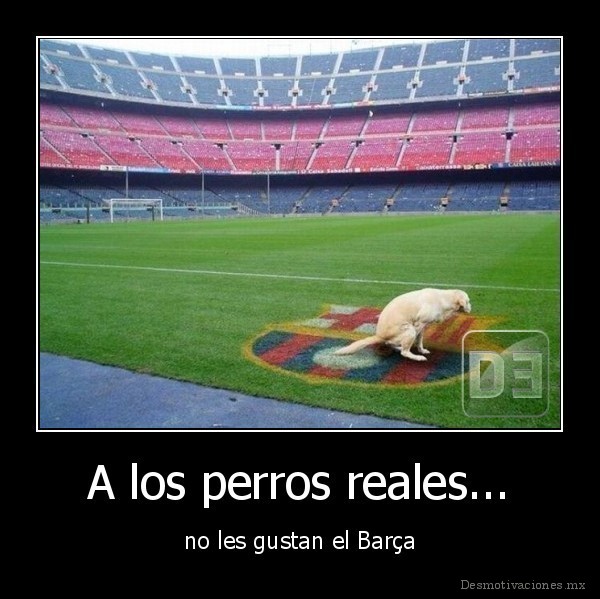A los perros reales...