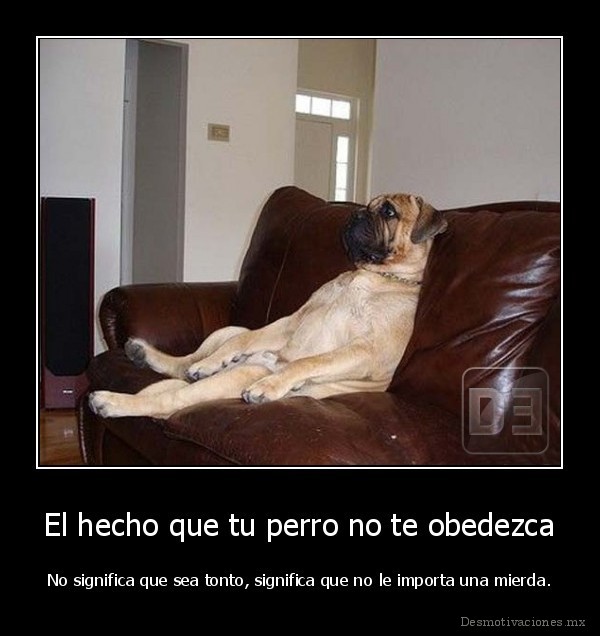 El hecho que tu perro no te obedezca