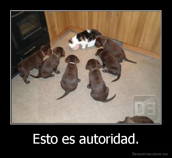 Esto es autoridad.