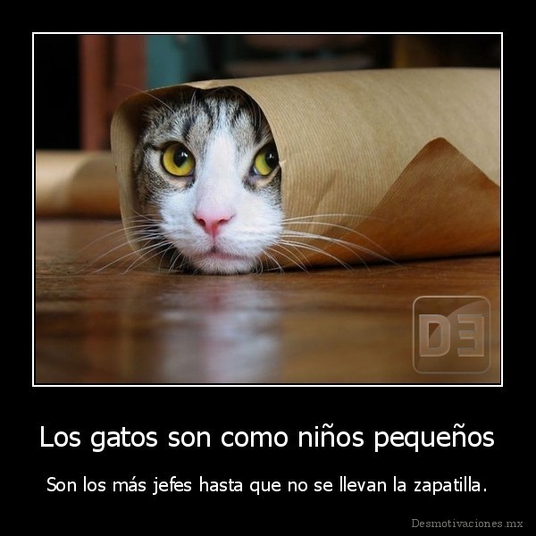 Los gatos son como niños pequeños