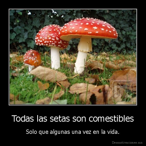 Todas las setas son comestibles