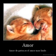 Amor - Amor de gatos,es el amor mas lindo 