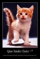 Que lindo Gato :-* - escribe cuantos gatos has tenido o quieres tener el número mas alto ganara uno