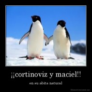 ¡¡cortinoviz y maciel!! - en su abita natural