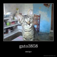 gato3858 - amigo