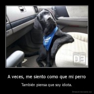 A veces, me siento como que mi perro - También piensa que soy idiota.