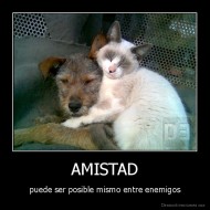 AMISTAD - puede ser posible mismo entre enemigos