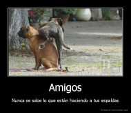 Amigos - Nunca se sabe lo que están haciendo a tus espaldas