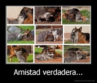 Amistad verdadera... - 