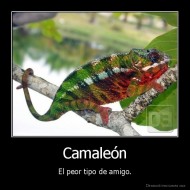 Camaleón - El peor tipo de amigo.