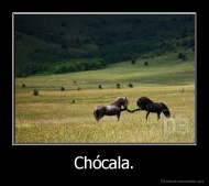 Chócala. - 