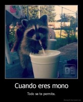 Cuando eres mono - Todo se te permite.