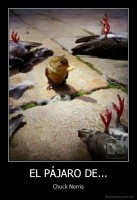 EL PÁJARO DE... - Chuck Norris