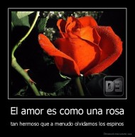 El amor es como una rosa - tan hermoso que a menudo olvidamos los espinos