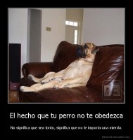 El hecho que tu perro no te obedezca - No significa que sea tonto, significa que no le importa una mierda.