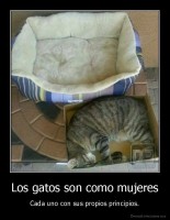 Los gatos son como mujeres - Cada uno con sus propios principios.