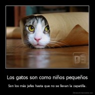 Los gatos son como niños pequeños - Son los más jefes hasta que no se llevan la zapatilla.