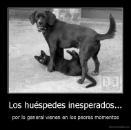 Los huéspedes inesperados... - por lo general vienen en los peores momentos