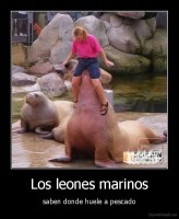 Los leones marinos - saben donde huele a pescado