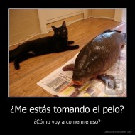 ¿Me estás tomando el pelo? - ¿Cómo voy a comerme eso?