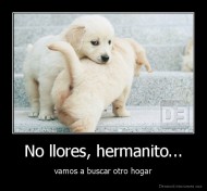 No llores, hermanito... - vamos a buscar otro hogar