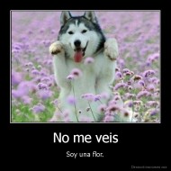 No me veis - Soy una flor.