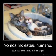 No nos molestes, humano. - Estamos intentándo intimar aquí.