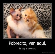 Pobrecito, ven aquí, - Te voy a calentar.