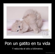 Pon un gatito en tu vida - Y reducirás el odio a kilómetros