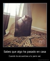 Sabes que algo ha pasado en casa - Cuando te encuentras a tu perro así.