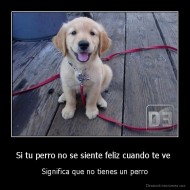 Si tu perro no se siente feliz cuando te ve  - Significa que no tienes un perro