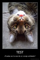 TEST - ¿Puedes ver la cara de un conejo enfadado?