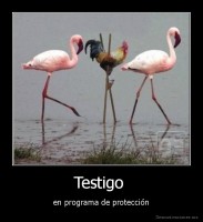 Testigo  - en programa de protección