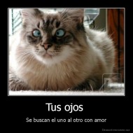 Tus ojos  - Se buscan el uno al otro con amor