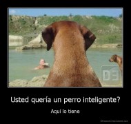 Usted quería un perro inteligente? - Aquí lo tiene