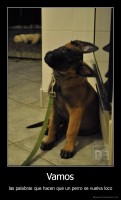 Vamos - las palabras que hacen que un perro se vuelva loco
