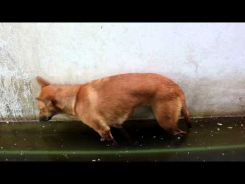 Video: Veo esto - y me veo a mi mañana por la mañana