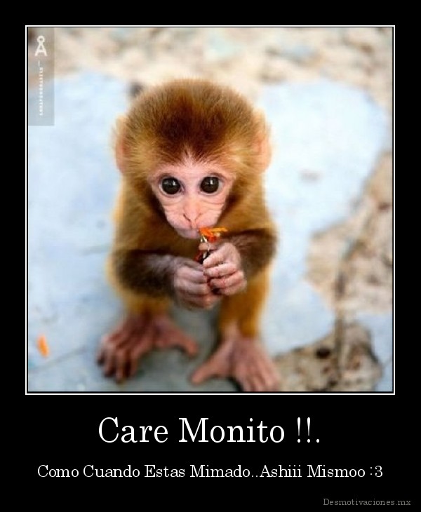 Care Monito !!.