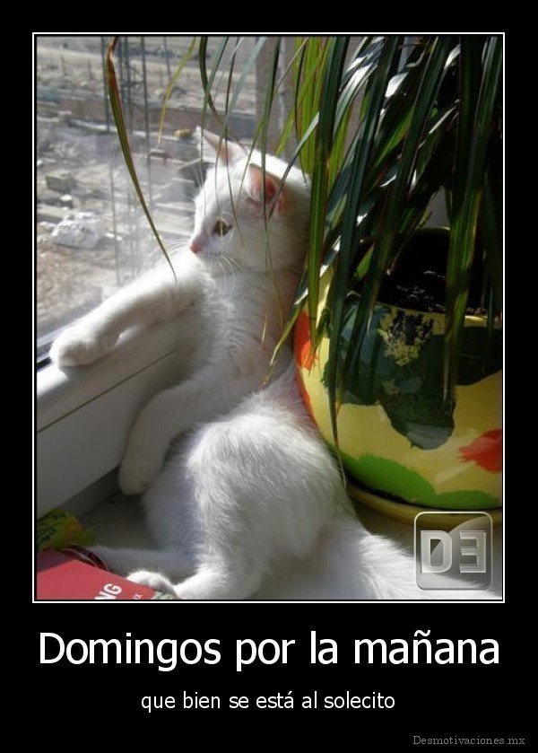 Domingos por la mañana