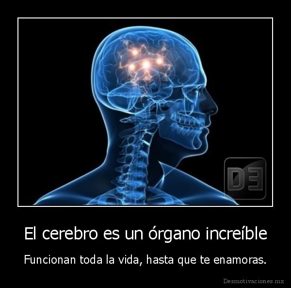 El cerebro es un órgano increíble