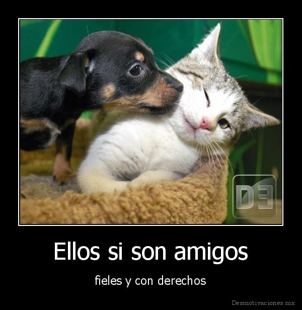 Ellos si son amigos