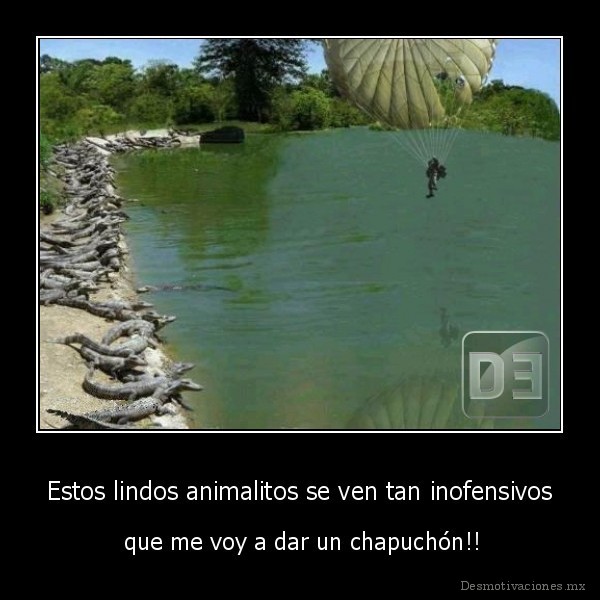 Estos lindos animalitos se ven tan inofensivos