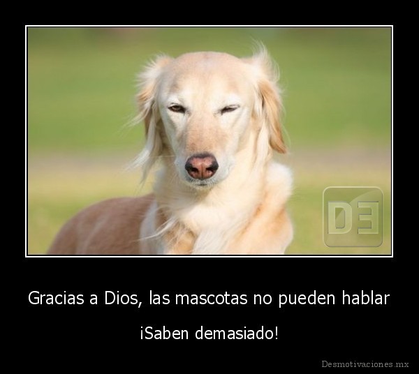 Gracias a Dios, las mascotas no pueden hablar
