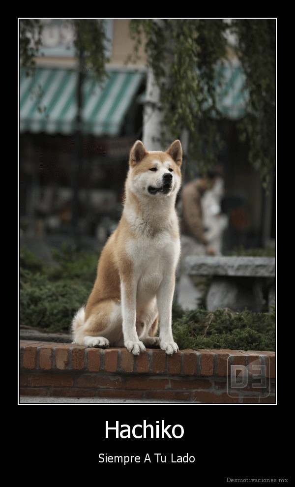 Hachiko 
