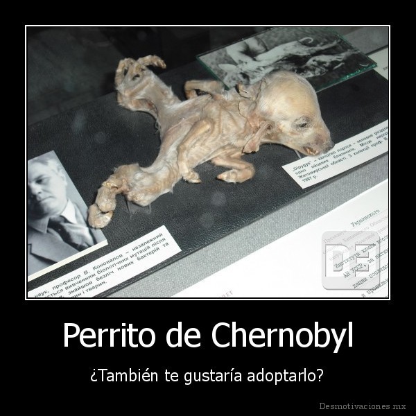 Perrito de Chernobyl