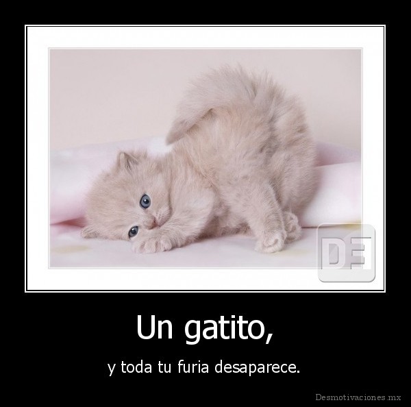 Un gatito,