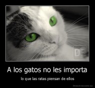 A los gatos no les importa - lo que las ratas piensan de ellos