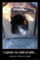 Cuando no está el jefe... - el gato se le mete en la caseta