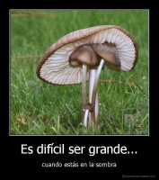 Es difícil ser grande... - cuando estás en la sombra